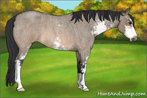 Horse Color: Brown Roan Dun Sabino 