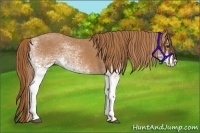 Horse Color:White Spotted Chestnut