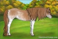 Horse Color:White Spotted Chestnut 