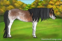 Horse Color:White Spotted Bay 