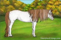 Horse Color:White Spotted Chestnut 