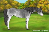 Horse Color:White Spotted Blue Roan Rabicano  Brindle