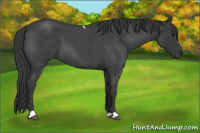 Horse Color:Blue Roan Tobiano 