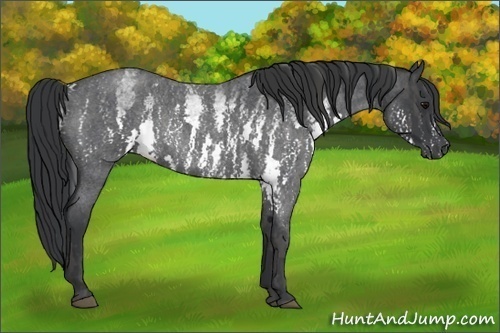 Horse Color: White Spotted Blue Roan Rabicano  Brindle