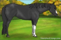 Horse Color:Black 