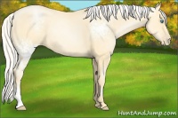 Horse Color:White Spotted Silver Buckskin Pearl 