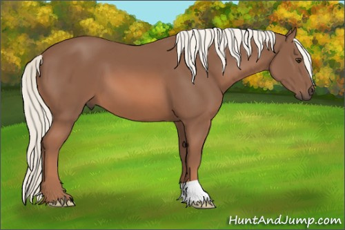 Horse Color: Liver Chestnut Mushroom 