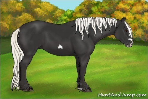 Horse Color: Liver Chestnut Frame 