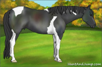 Horse Color:Black Tobiano 