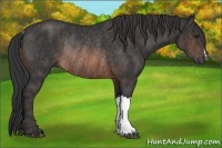 Horse Color:Brown Rabicano  Brindle