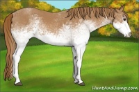 Horse Color:White Spotted Chestnut 