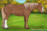 Horse Color:Chestnut  Brindle