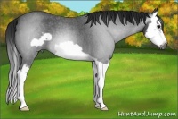 Horse Color:Gray Blue Roan Splash Frame 