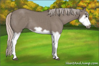 Horse Color:Silver Grullo Splash Frame
