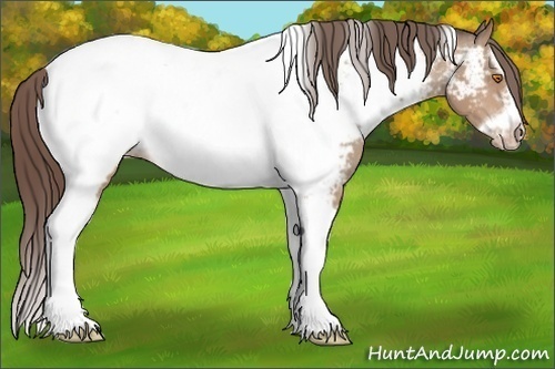 Horse Color: Sable Champagne Splash Tobiano Frame Near Fewspot 