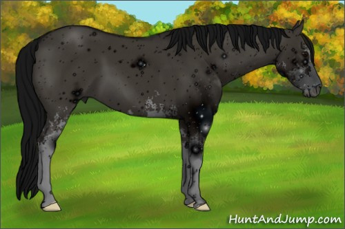 Horse Color:ERROR: UNKNOWN ANOMALY