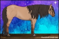 Horse Color:Bay Dun 