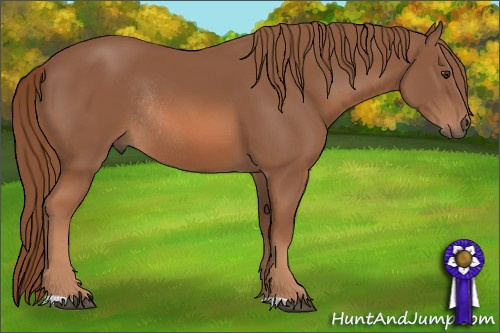 Horse Color: Liver Chestnut Rabicano 