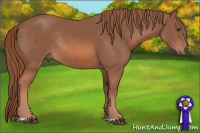 Horse Color:Liver Chestnut Rabicano 