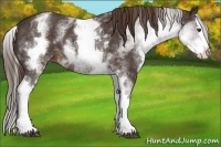 Horse Color:White Spotted Liver Chestnut Splash Rabicano