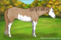 Horse Color:Chestnut Splash Blanket 