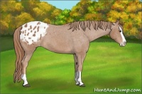Horse Color:Chestnut Splash Blanket 