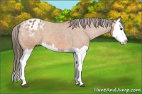 Horse Color:Bay Splash Appaloosa 