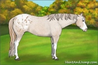 Horse Color:Chestnut Splash Appaloosa 