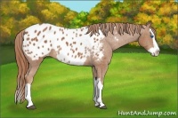 Horse Color:Chestnut Splash Appaloosa 