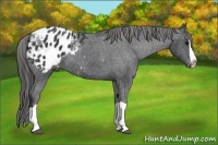 Horse Color:Black Splash Appaloosa 