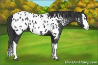 Horse Color:Black Splash Appaloosa 