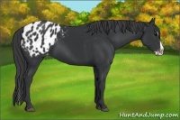 Horse Color:Black Splash Blanket 