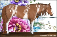 Horse Color:White Spotted Chestnut 