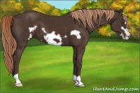 Horse Color:Liver Chestnut Frame 