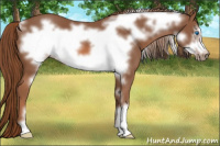 Horse Color:Liver Chestnut Frame 