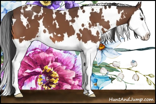 Horse Color: White Spotted Bay Splash 