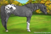 Horse Color:Black Appaloosa 