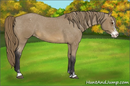 Horse Color: Buckskin Mushroom Sabino Blanket 