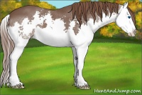 Horse Color:Liver Chestnut Splash 