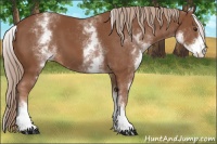 Horse Color:White Spotted Chestnut Sabino 