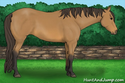 Horse Color: Buckskin 