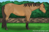 Horse Color:Buckskin 