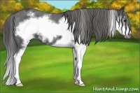Horse Color:Black Splash Frame Varnish 