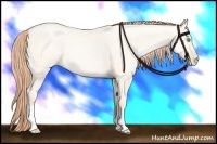 Horse Color:Amber Cream Champagne Pearl Dun 
