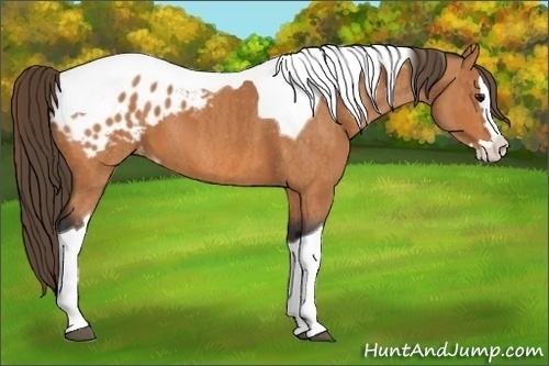 Horse Color: Bay Splash Tobiano Blanket  Brindle