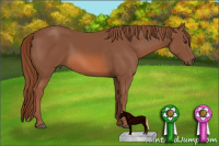 Horse Color:Liver Chestnut 