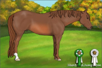 Horse Color:Liver Chestnut 