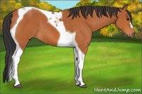 Horse Color:Bay Tobiano 