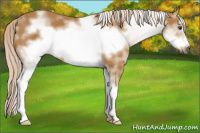 Horse Color:Gray White Spotted Palomino Frame 