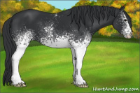 Horse Color:White Spotted Brown 